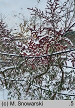 Elaeagnus umbellata Pointilla Sweet'n'Sour