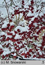 Elaeagnus umbellata Pointilla Sweet'n'Sour