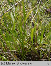 Ranunculus flammula (jaskier płomiennik)