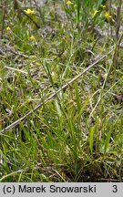 Ranunculus flammula (jaskier płomiennik)