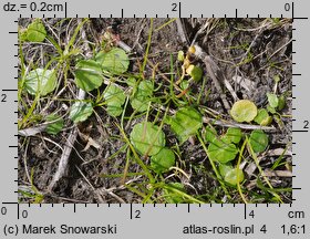 Hydrocotyle vulgaris (wąkrota zwyczajna)