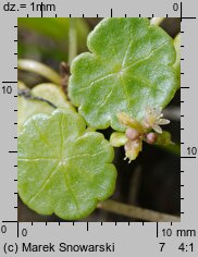 Hydrocotyle vulgaris (wąkrota zwyczajna)