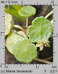 Hydrocotyle vulgaris (wąkrota zwyczajna)