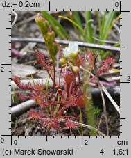 Drosera intermedia (rosiczka pośrednia)