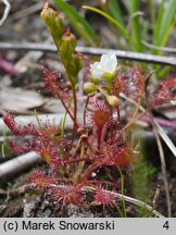 Drosera intermedia (rosiczka pośrednia)