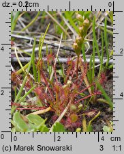 Drosera intermedia (rosiczka pośrednia)