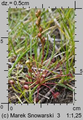 Drosera intermedia (rosiczka pośrednia)