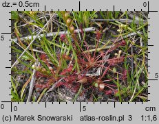 Drosera intermedia (rosiczka pośrednia)