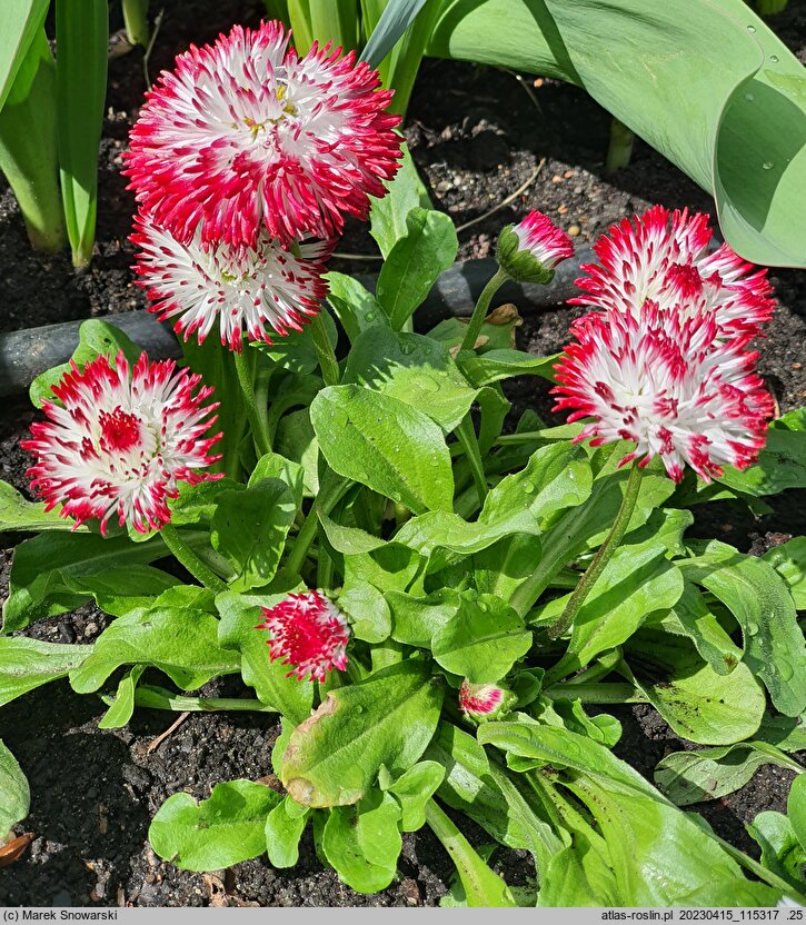 Bellis perennis White Red Tips