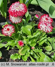 Bellis perennis White Red Tips