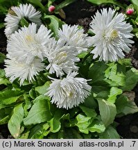 Bellis perennis Habanera White