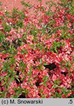 Chaenomeles ×superba Salmon Horizon