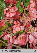 Chaenomeles ×superba Salmon Horizon