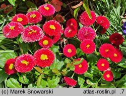Bellis perennis Bellissima Red
