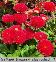 Bellis perennis Bellissima Red