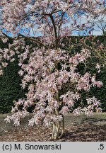 Magnolia ×loebneri Leonard Messel