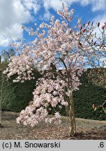 Magnolia ×loebneri Leonard Messel