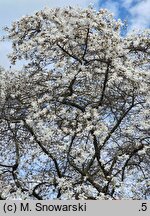 Magnolia stellata (magnolia gwiaździsta)