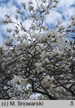 Magnolia stellata (magnolia gwiaździsta)