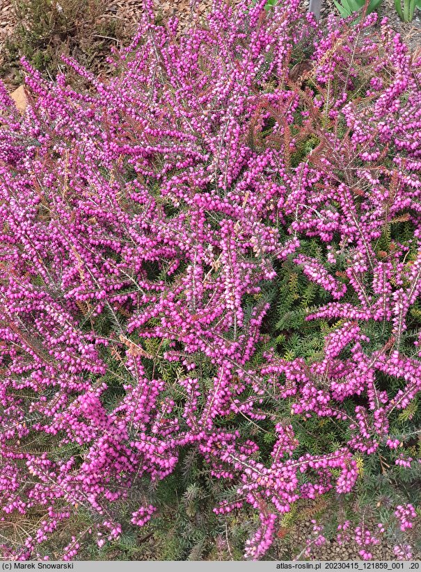 Erica vagans Holden Pink