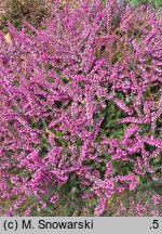 Erica vagans Holden Pink