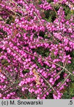 Erica vagans Holden Pink