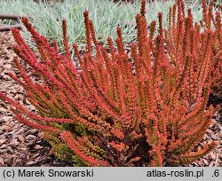 Calluna vulgaris Zoe