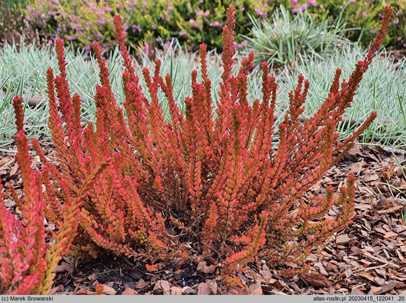 Calluna vulgaris Zoe
