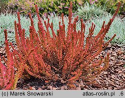 Calluna vulgaris Zoe