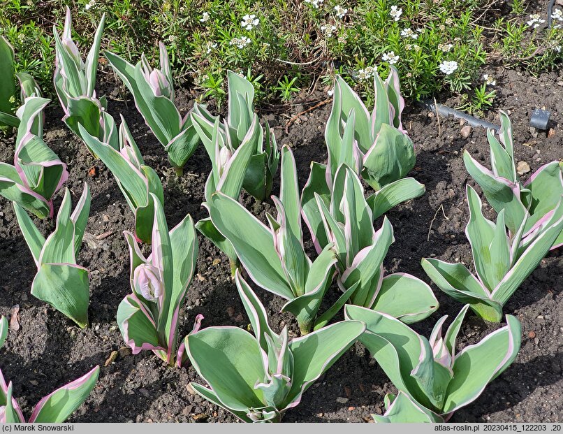 Tulipa Elsenburg