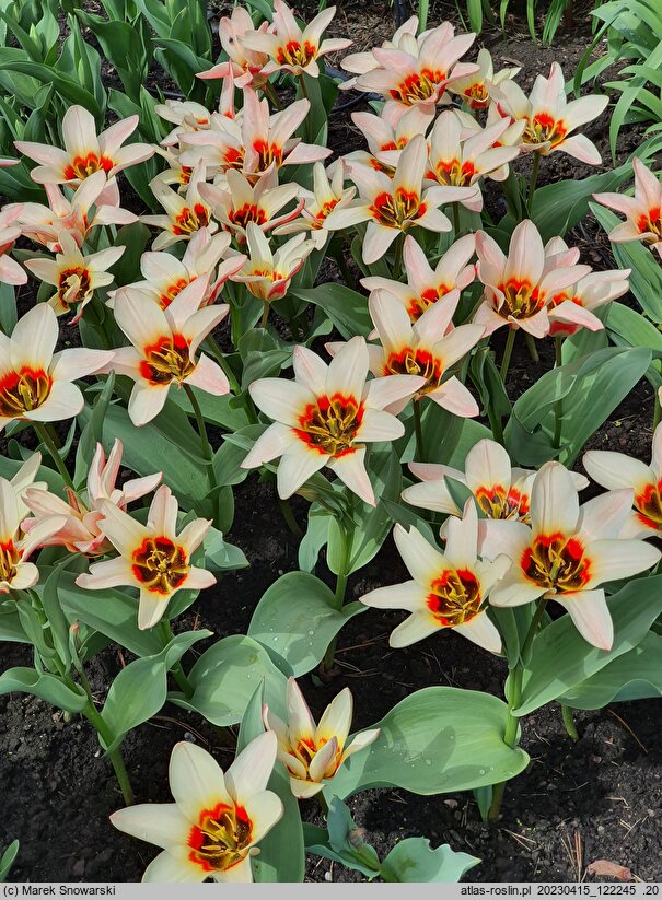 Tulipa Analita