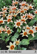 Tulipa Analita