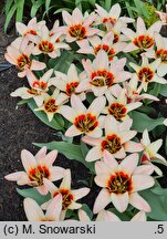 Tulipa Analita