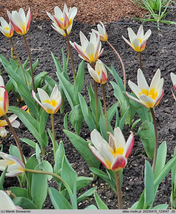 Tulipa Ice Stick