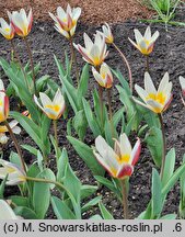 Tulipa Ice Stick