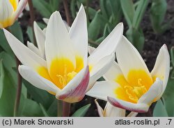Tulipa Ice Stick