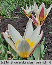 Tulipa Ice Stick