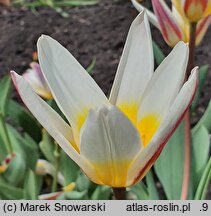 Tulipa Ice Stick