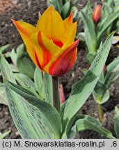 Tulipa Cape Cod