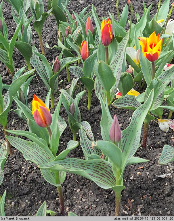 Tulipa Cape Cod