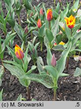Tulipa Cape Cod