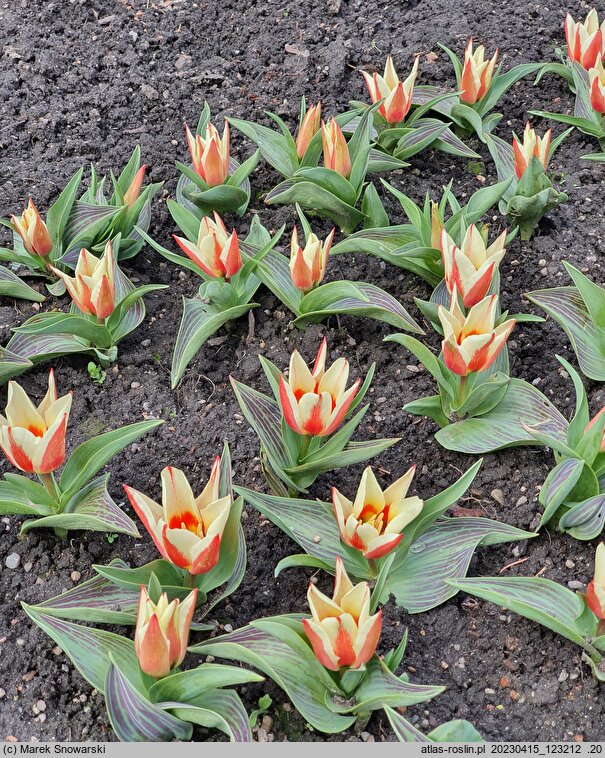 Tulipa Pinocchio