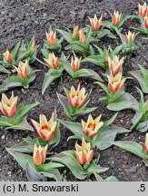Tulipa Pinocchio