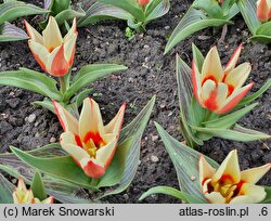 Tulipa Pinocchio