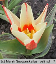Tulipa Pinocchio