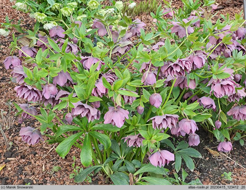 Helleborus ×hybridus Double Ellen Purple