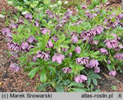 Helleborus ×hybridus Double Ellen Purple