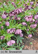 Helleborus ×hybridus Double Ellen Purple