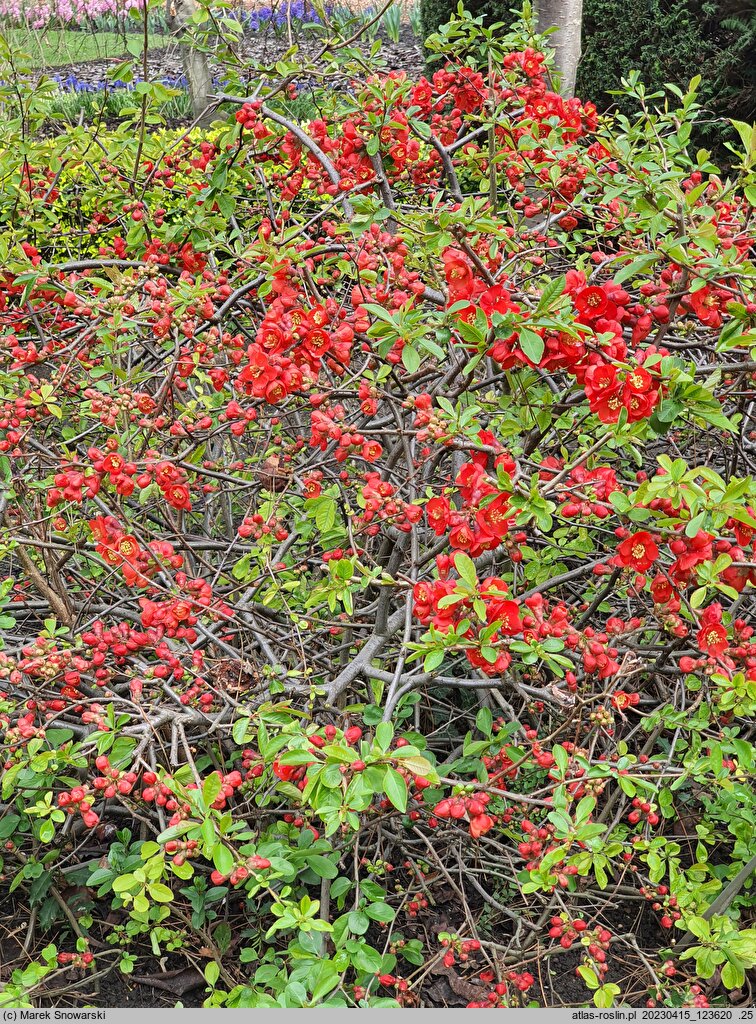 Chaenomeles ×superba Nicoline
