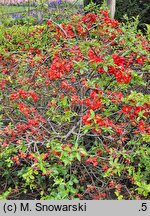 Chaenomeles ×superba Nicoline
